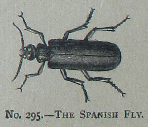 hiszpańska mucha ilustracja z książki natural history